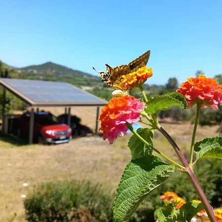 L'agrumeto *