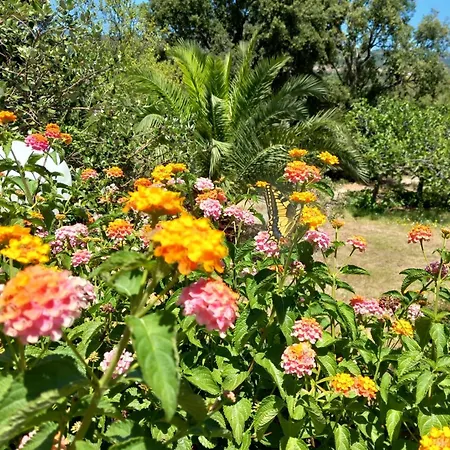 Apartament L'agrumeto